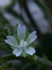 Malva parviflora