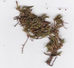 Dicnemon semicryptum