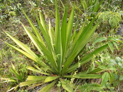 Furcraea tuberosa
