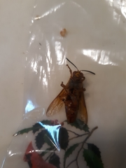 Sphecius