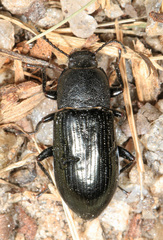 Centronopus calcaratus