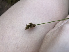 Carex leporina