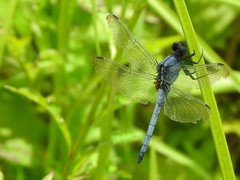 Orthetrum glaucum