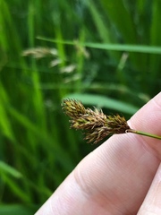 Carex leporina