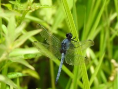 Orthetrum glaucum