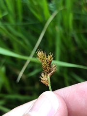Carex leporina