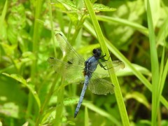 Orthetrum glaucum