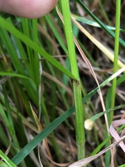 Carex leporina