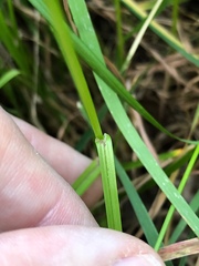 Carex leporina