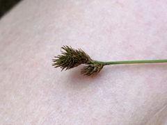 Carex leporina
