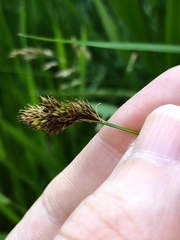 Carex leporina