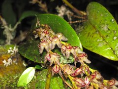 Stelis expansa
