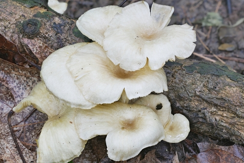 golden-gilled gerronema