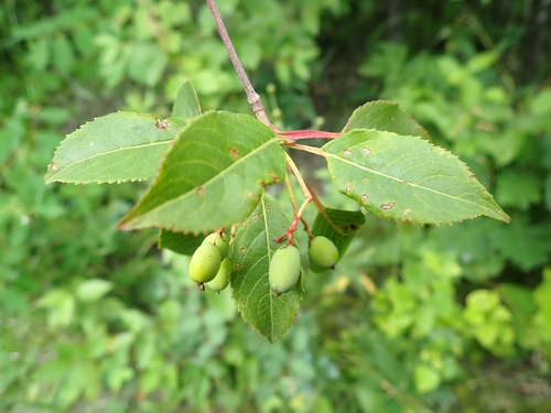 Viburnum lentago