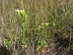 Sericocarpus rigidus