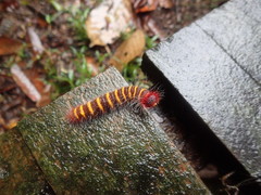 Pyrrhopyge