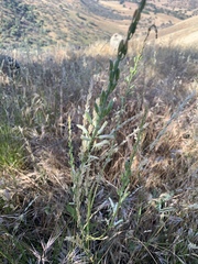 Chlorogalum pomeridianum