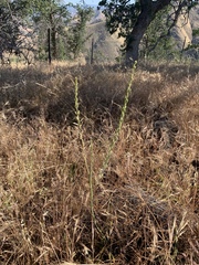 Chlorogalum pomeridianum