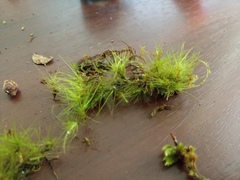 Dicranoloma menziesii