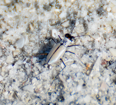 Habroscelimorpha dorsalis saulcyi