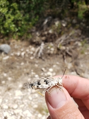 Trimerotropis saxatilis