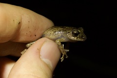 Pristimantis croceoinguinis