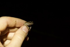 Pristimantis croceoinguinis