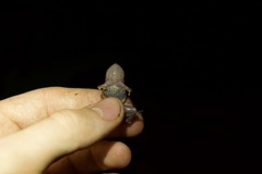 Pristimantis croceoinguinis