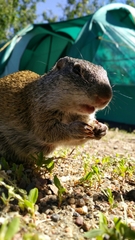 Poliocitellus franklinii