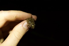 Pristimantis croceoinguinis