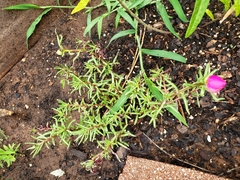Portulaca grandiflora