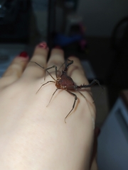 Discocyrtanus pertenuis