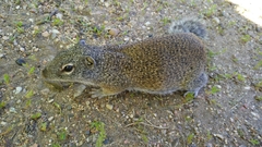 Poliocitellus franklinii