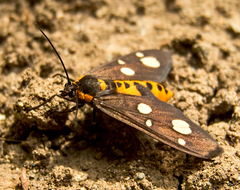 Dysauxes famula