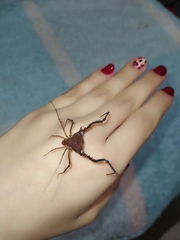 Discocyrtanus pertenuis