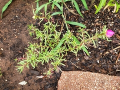 Portulaca grandiflora