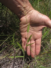 Dichanthelium scribnerianum