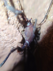 Discocyrtanus pertenuis