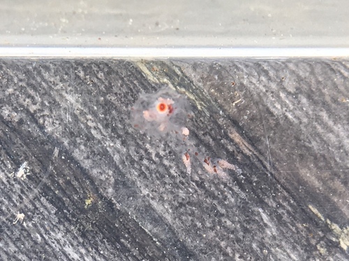 Nanomia bijuga
