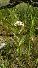 Asclepias ovalifolia