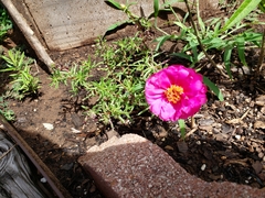 Portulaca grandiflora