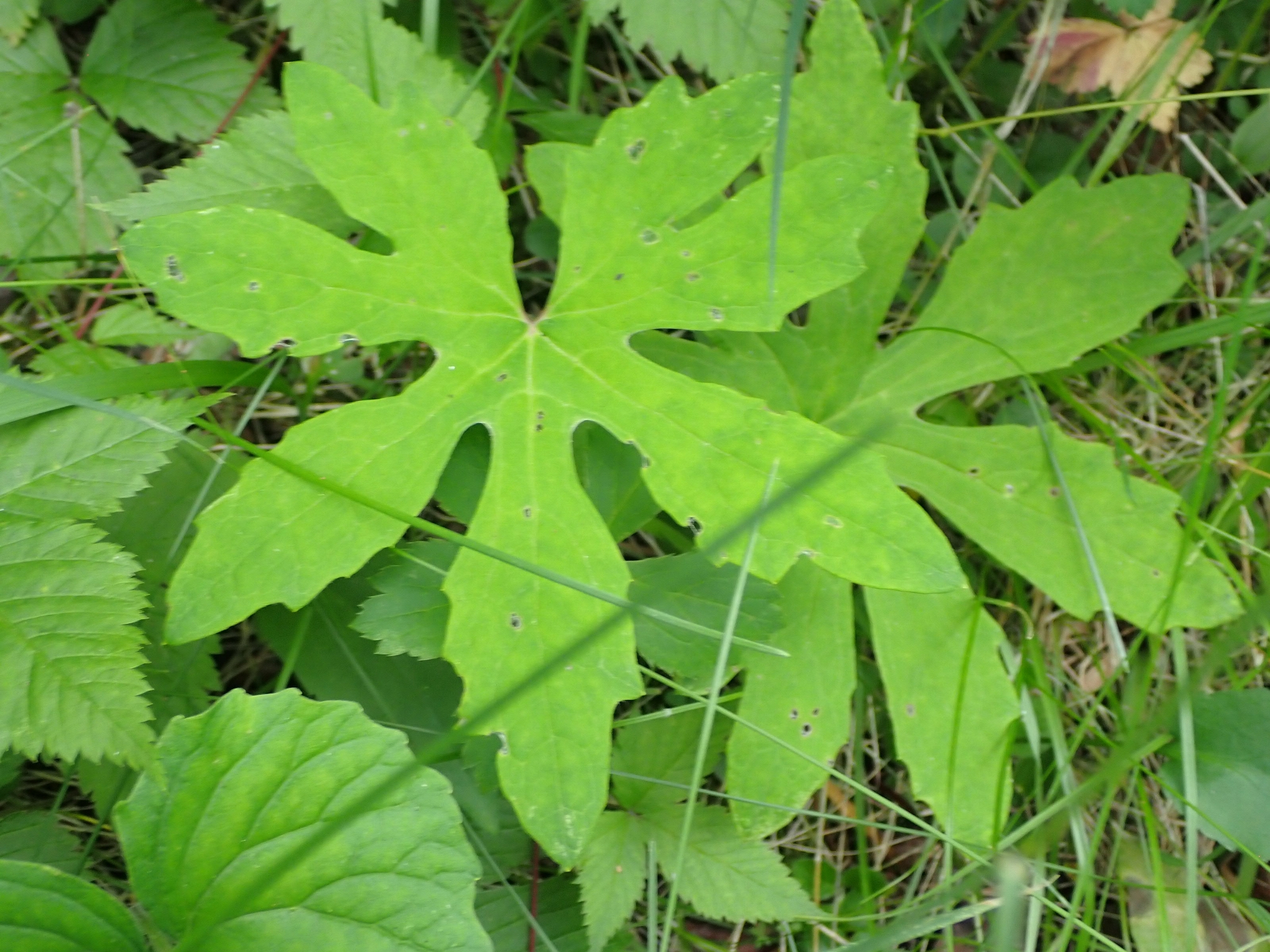 Arctic Butterbur