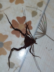 Discocyrtanus pertenuis