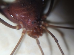 Discocyrtanus pertenuis