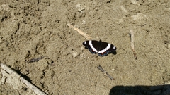 Limenitis arthemis rubrofasciata