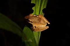 Pristimantis conspicillatus