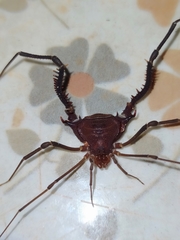 Discocyrtanus pertenuis