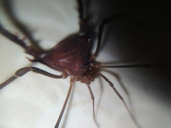 Discocyrtanus pertenuis