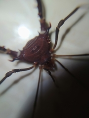 Discocyrtanus pertenuis