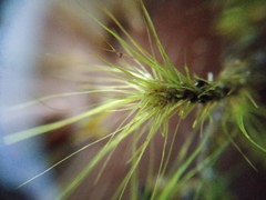 Dicranoloma menziesii